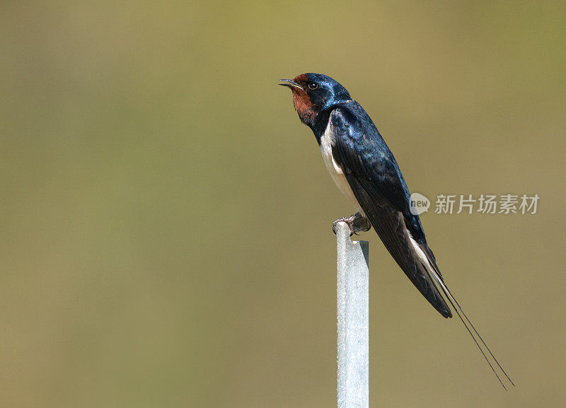 歌唱燕子(Hirundo rustica)